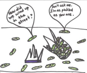 Pickled by Patsy Porco 001