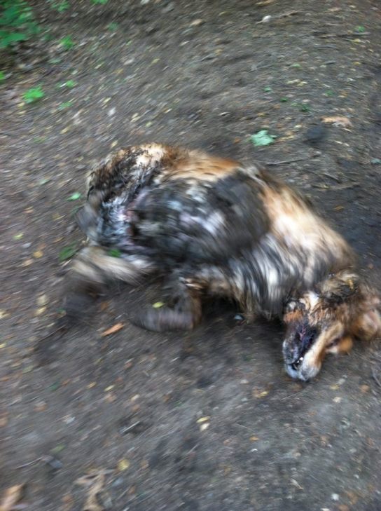 I'm not dirty enough yet. 05212016