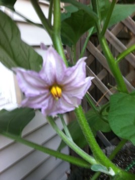 eggplant 1
