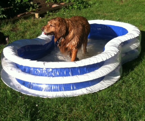Rudy in pool
