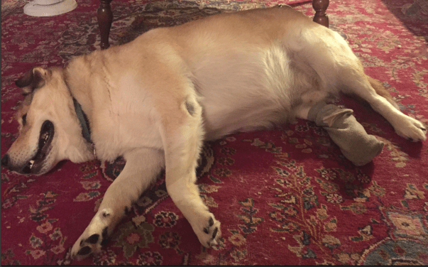 Screen Shot 2018-06-30 at 2.55.59 AM