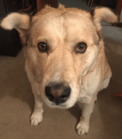 Screen Shot 2018-12-31 at 8.41.41 PM